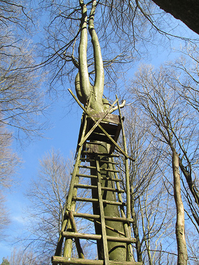 Hochstände in Deutschland