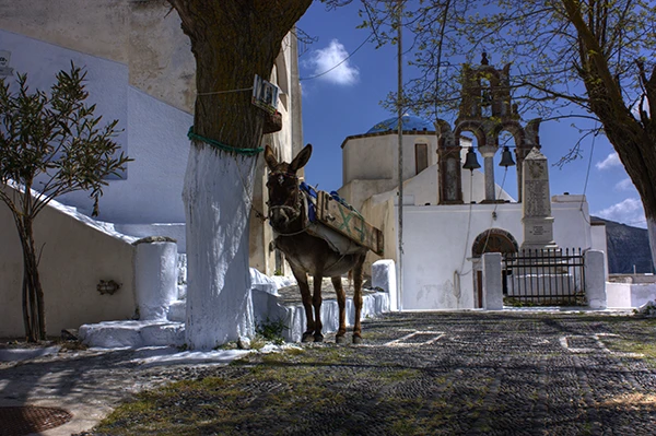 Castel mit Esel in Santorini, Griechenland.