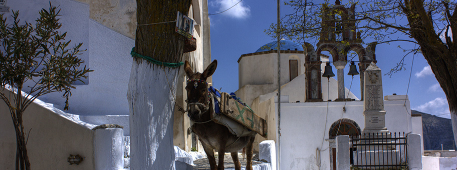 Castel mit Esel in Santorini, Griechenland.