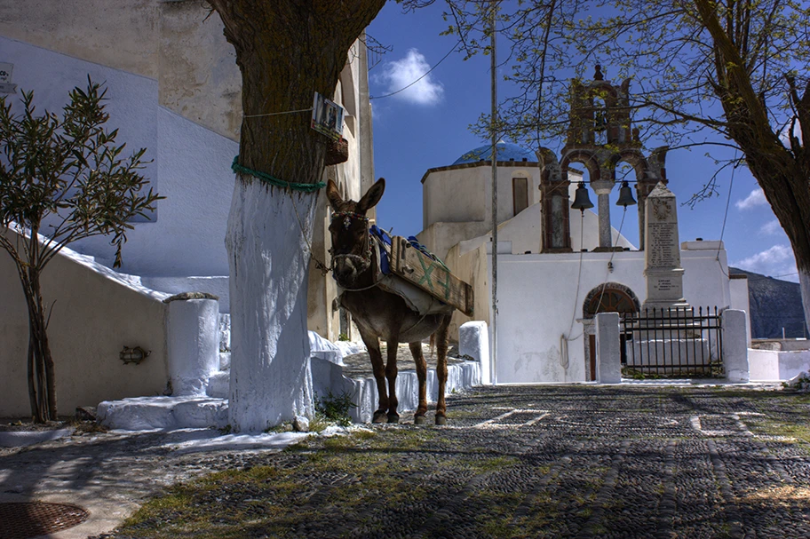 Castel mit Esel in Santorini, Griechenland.