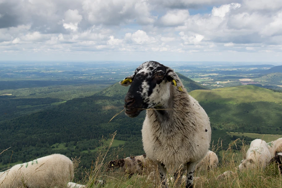 Schafherde in Frankreich.