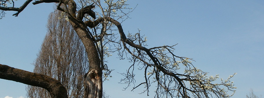 Alter Apfelbaum.