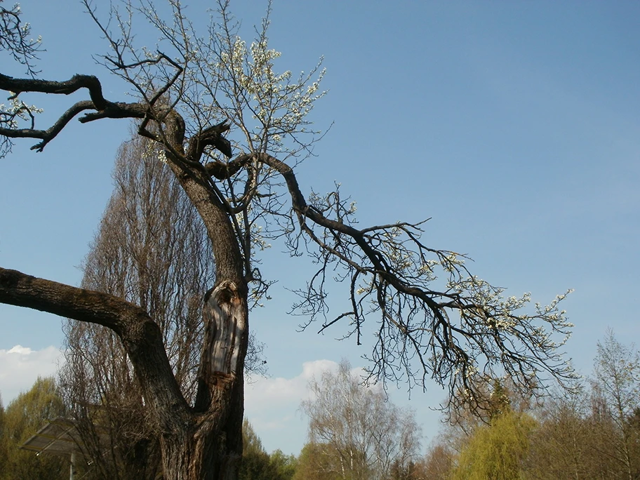 Alter Apfelbaum.