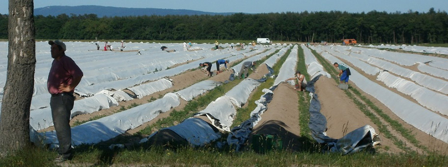 Spargelernte in Deutschland (Symbolbild).