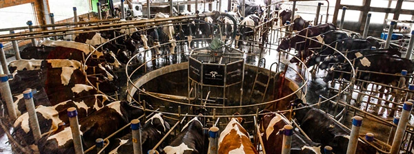 Ein Melkkarussel bei Hemme Milch Wedemark in Niedersachsen, Deutschland.