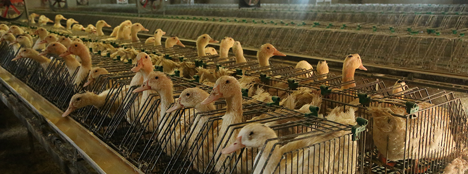 Stopfmast von Enten in Einzelkäfighaltung für Stopfleberproduktion in Frankreich 2012.
