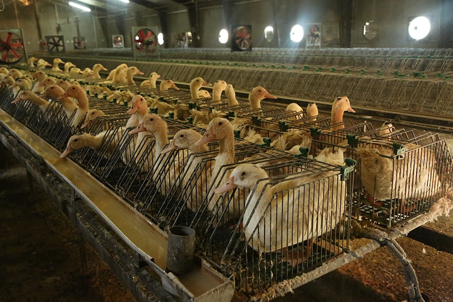 Stopfmast von Enten in Einzelkäfighaltung für Stopfleberproduktion in Frankreich 2012.