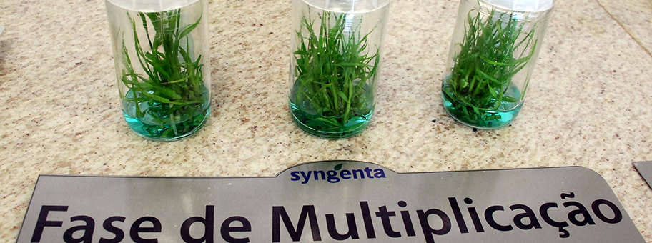 Produkt-Präsentation des Syngenta-Konzerns.