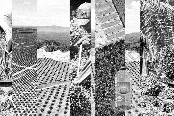 Mehrschichtige Collage: Luftaufnahmen von Palmölplantagenrastern; Hände, Köpfe und Werkzeuge von Palmölplantagenarbeiter*innen, die in diesen Rastern gefangen sind; Plastikflasche eines Palmölplantagenprodukts: Sonnenblumenöl.