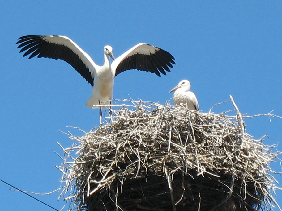 Stilleben mit Storch und Miststück.