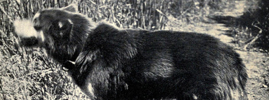 Jack London's Hund Brown Wolf, 1921.
