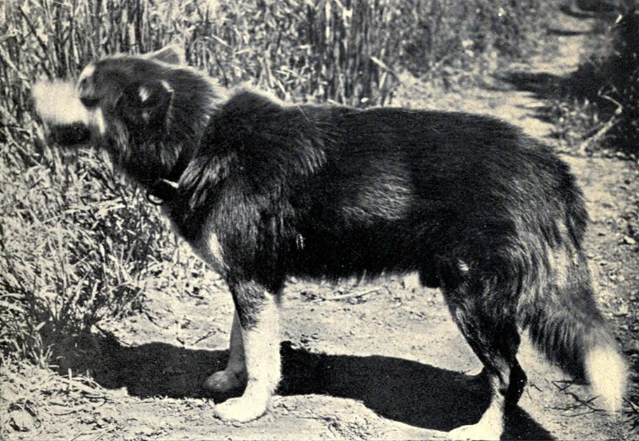 Jack London's Hund Brown Wolf, 1921.