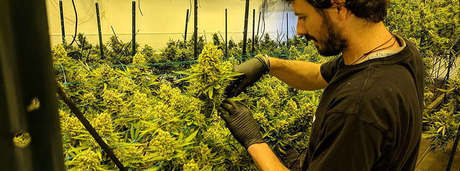 Ein Cannabis-Grower in Denver, USA, erklärt Touristen den Anbau von Cannabis, Mai 2018.