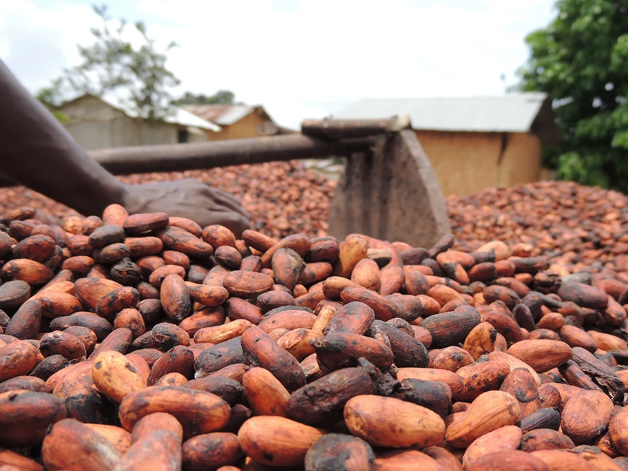 Kakaoproduktion in der Côte d'Ivoire.