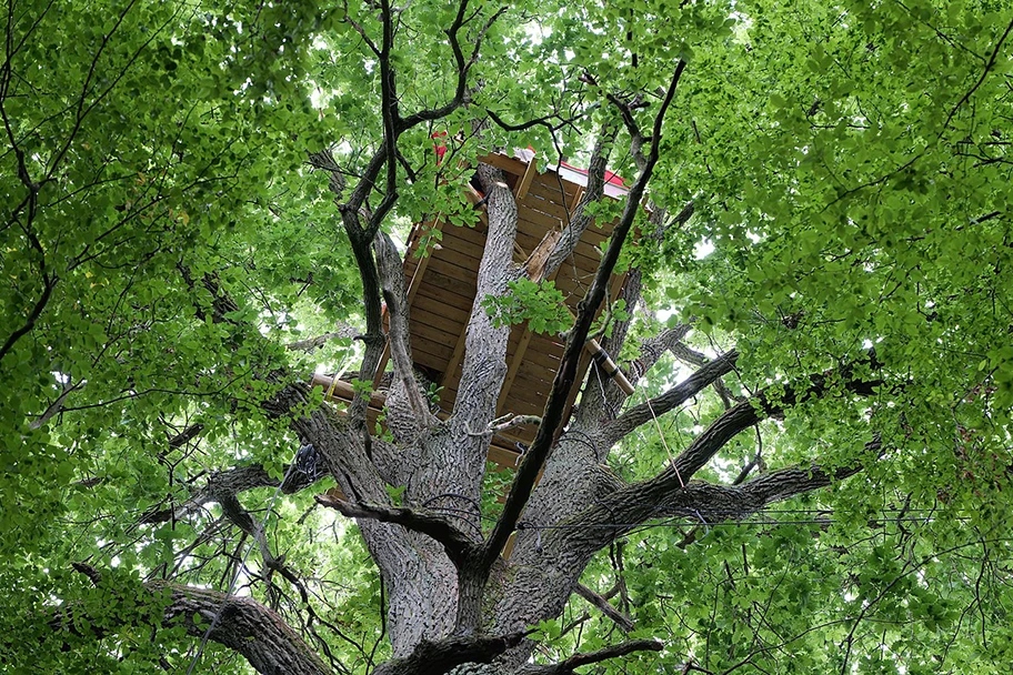 Plattform im Dannenröder Wald, August 2020.