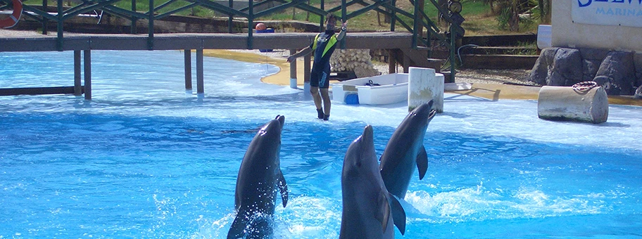 Delphinshow in Selwo Marina, Spanien.