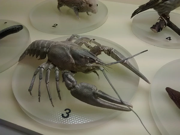 Ein Flusskrebs als Museumsexponat.