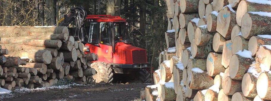 Holzproduktion in Österreich. Gefällte Baumstämme in einem Forst.