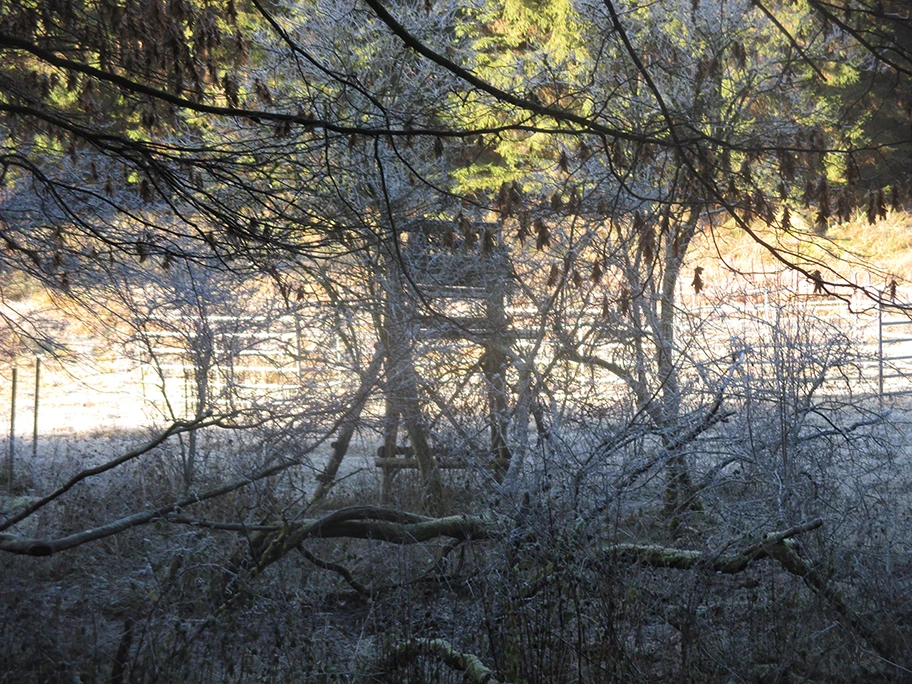 Der Waldmensch (Dritter Teil)