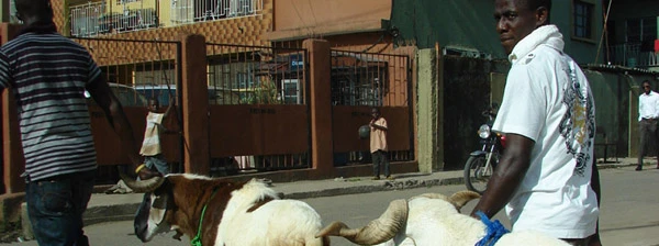 Ziegenverkäufer in Lagos, Nigeria.