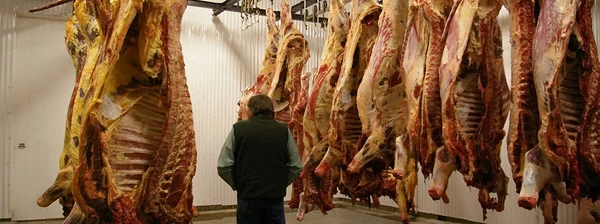 Kühlraum eines Schlacht- und Fleischverarbeitungsbetriebs.