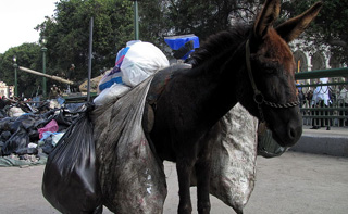 Mule_in_Tahrir_2a.jpg