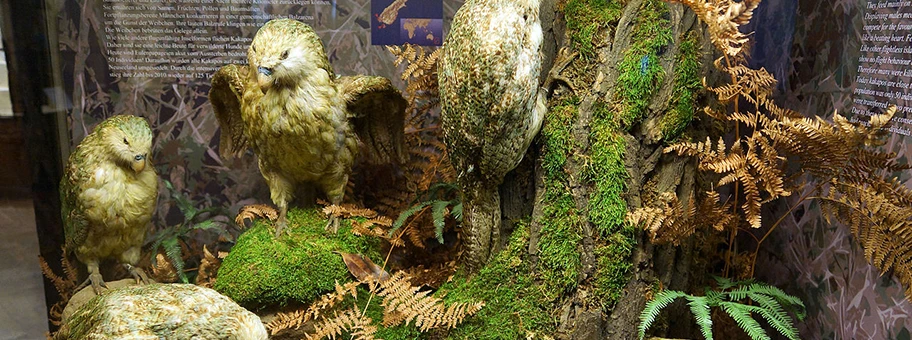 Der Kakapo ist ein Vogel, der Jahrtausende lang in einer Umgebung ohne natürliche Feinde lebte und deswegen seine Flugfähigkeit verlor. Heute ist er vom Aussterben bedroht.
