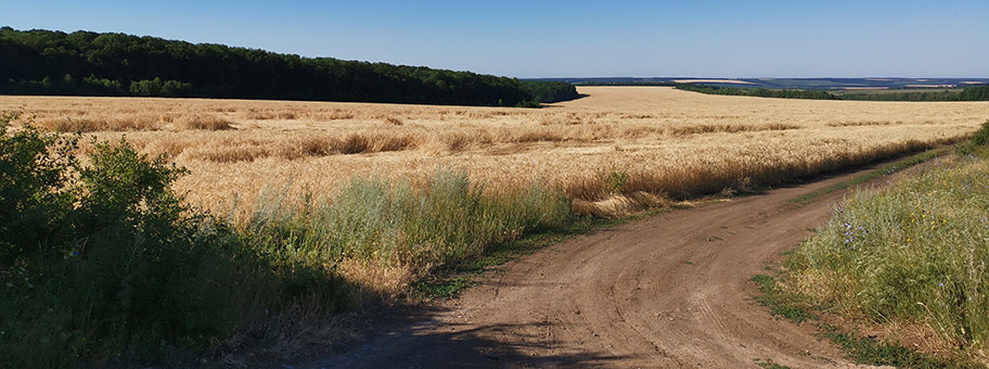 Weizenfeld in Orekhovo, Ukraine.