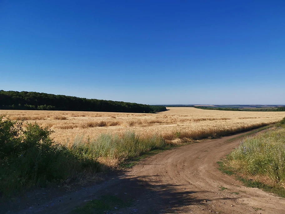 Weizenfeld in Orekhovo, Ukraine.