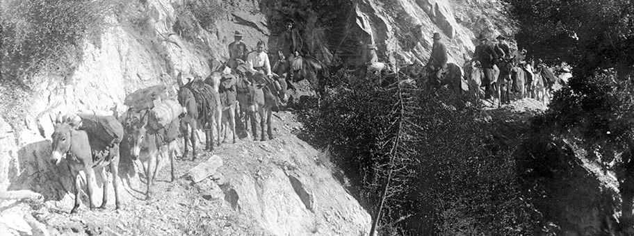 Packesel, im Jahr 1900 am Wilson Peak, Sierra Madre.