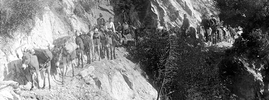 Packesel, im Jahr 1900 am Wilson Peak, Sierra Madre.