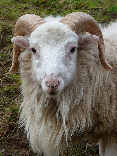 Kopf eines Ouessant-Schafs.
