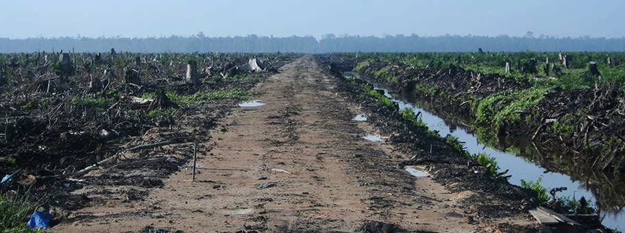 Gerodeter Wald - Zukünftige Palmöl-Plantage in Riau, Sumatra.