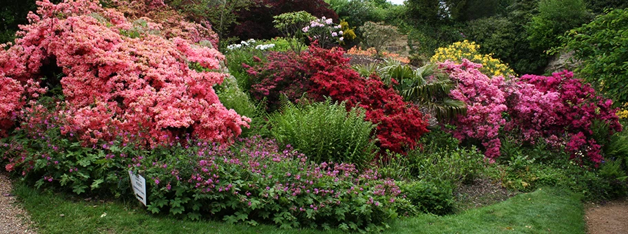 Roter Rhododendron in einem Garten in Schottland.