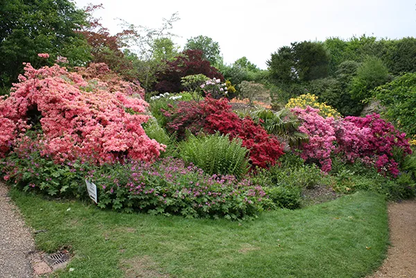 Roter Rhododendron in einem Garten in Schottland.