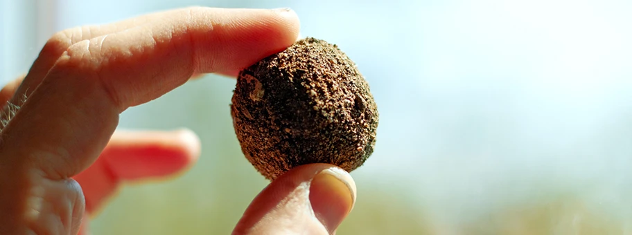 Samenbombe bzw. Samenball, genutzt für das Guerillagärtnern.