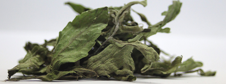 Getrocknete Blätter des Süsskrautes Stevia rebaudiana.
