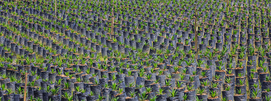 Junge Palmöpflanzen in Indonesien.