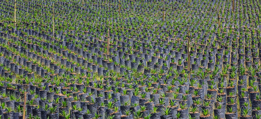 Junge Palmöpflanzen in Indonesien.