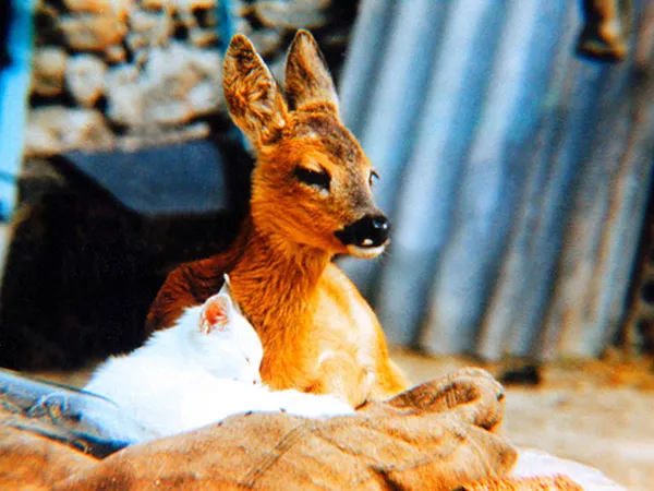 Tenderness (1980).
