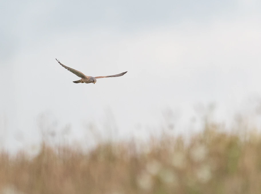 Turmfalke im Rüttelflug über dem Scharberg, Ahrensburg.