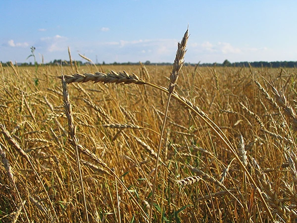Weizenfeld in Tomsk, Sibirien.