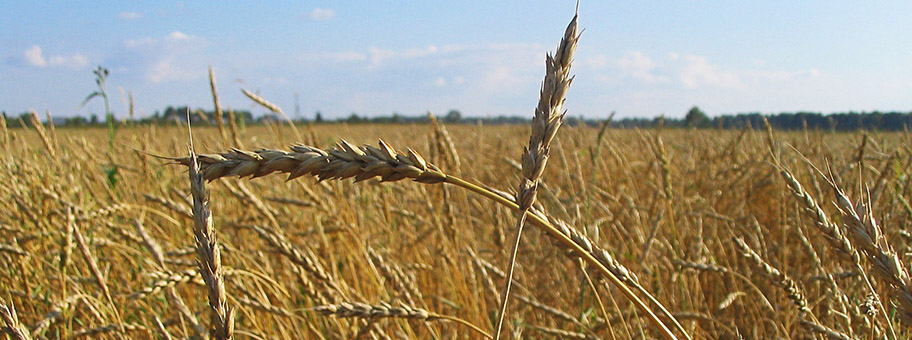 Weizenfeld in Tomsk, Sibirien.