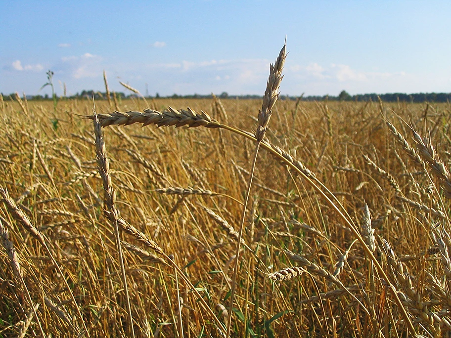 Weizenfeld in Tomsk, Sibirien.