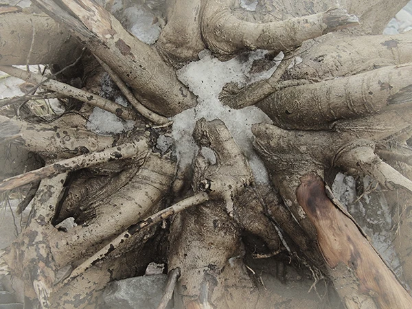 Wurzel eines umgestürzten Baums im Winter an der Ostsee.