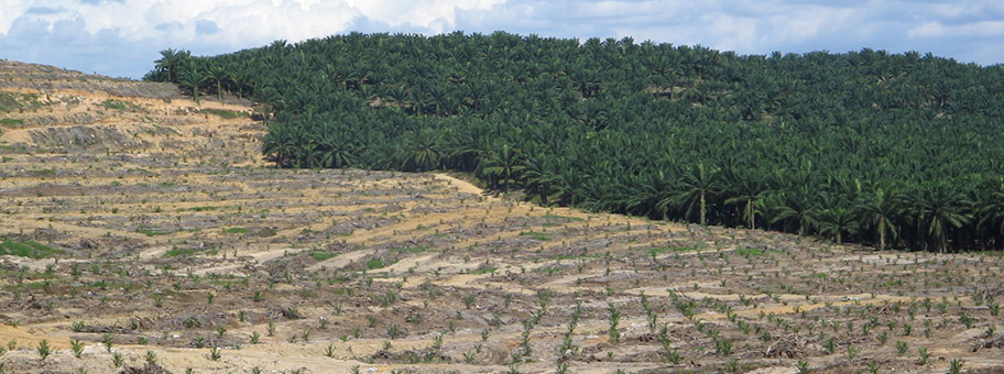 Palmöl Plantage in Malysia.