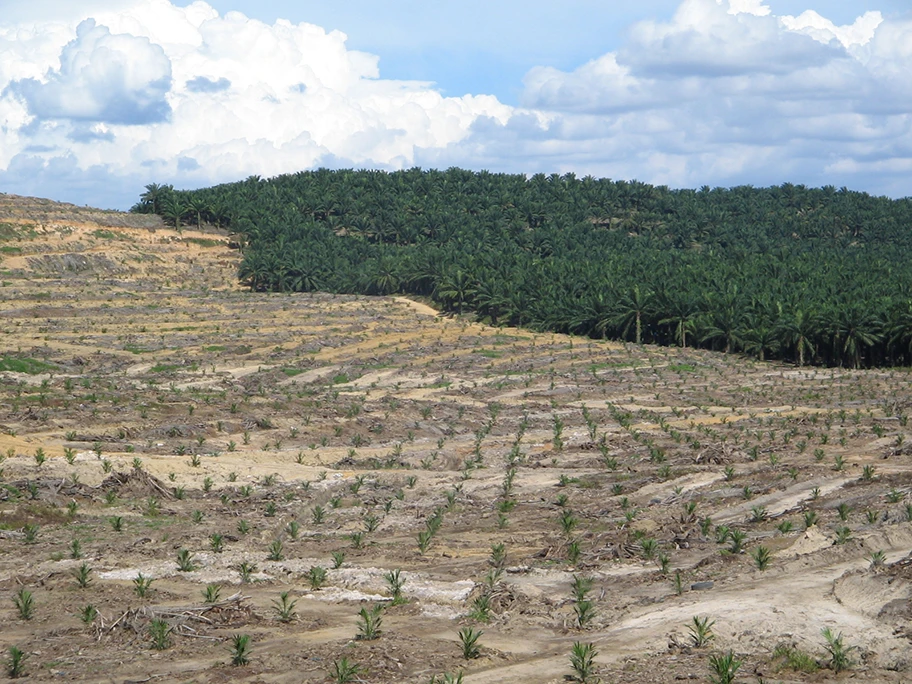 Palmöl Plantage in Malysia.