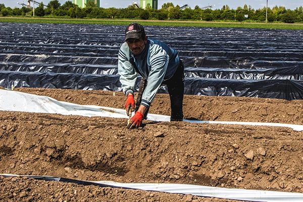 Spargelernte in Tschechien, April 2017.